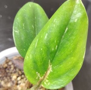 Monstera Standleyana Albo